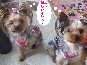 2007_0601 はる0052.jpg
