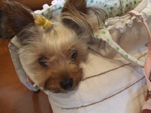 2007_0617 はる0217.jpg