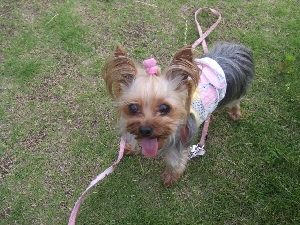2007_0621 はる0046.jpg