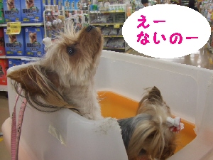 2007_0628 はる0045.jpg