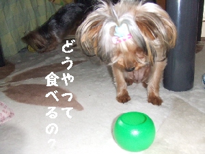 2007_0709 はる0056.jpg