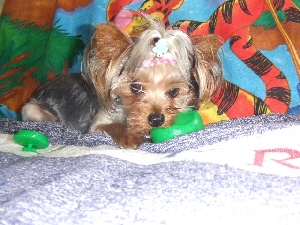2007_0709 はる0060.jpg