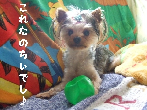 2007_0709 はる0066.jpg
