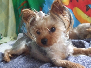 2007_0715 はる0054.jpg