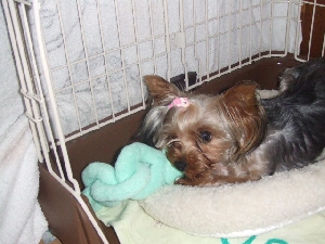 2007_0718 はる0068.jpg