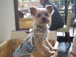 2007_0720 はる0058.jpg