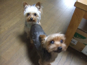 2007_0721 はる0075.jpg