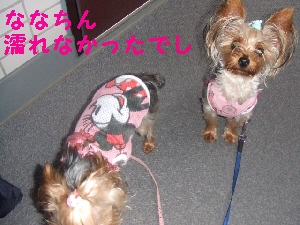 2007_0726 はる0055.jpg