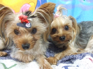 2007_0728 はる0068.jpg