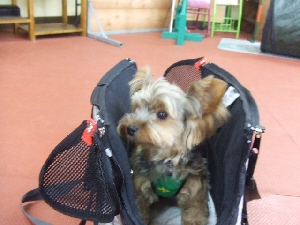 2007_0729 はる0072.jpg