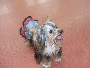 2007_0729 はる0084.jpg