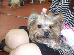 2007_0729 はる0089.jpg