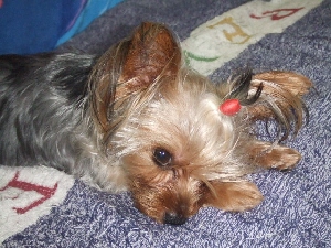 2007_0806 はる0057.jpg