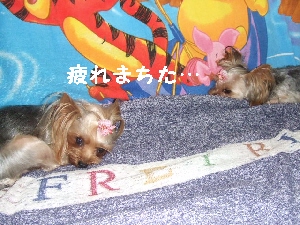 2007_0818 はる0045.jpg