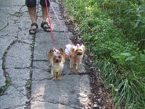 2007_0821 はる0183.jpg