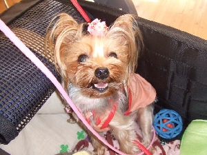 2007_0821 はる0231.jpg