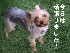 2007_0826 はる0066.jpg