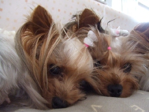 2007_1001 はる0054.jpg