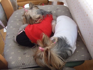 2007_1017 はる0052.jpg