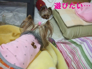2007_1026 はる0070.jpg