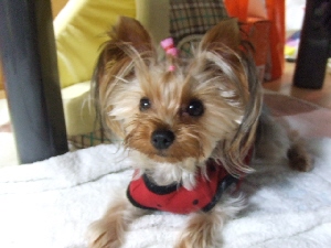 2007_1026 はる0073.jpg