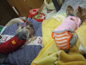 2007_1026 はる0078.jpg