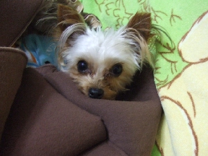 2007_1027 はる0061.jpg
