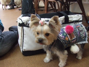 2007_1028 はる0076.jpg