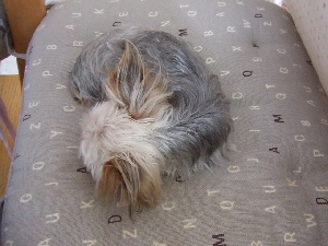 2007_1030 はる0051.jpg