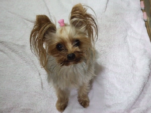 2007_1030 はる0055.jpg