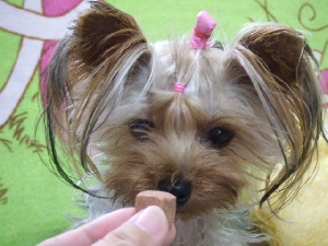 2007_1031 はる0073.jpg