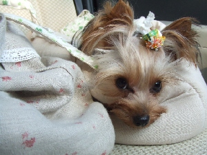 2007_1108 はる0052.jpg
