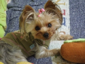 2007_1113 はる0055.jpg