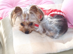 2007_1115 はる0052.jpg