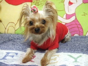 2007_1115 はる0056.jpg