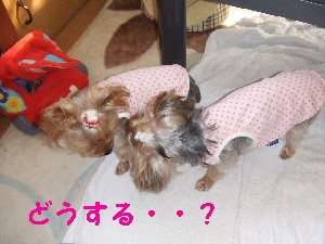2007_1116 はる0060.jpg
