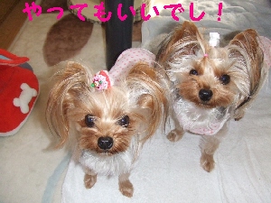 2007_1116 はる0062.jpg