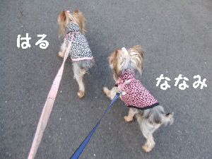 2007_1119 はる0062.jpg
