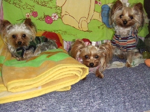 2007_1128 はる0072.jpg