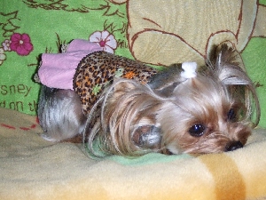 2007_1130 はる0047.jpg