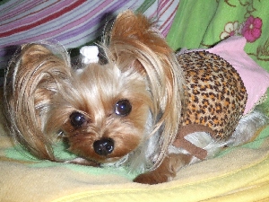 2007_1130 はる0054.jpg