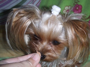 2007_1130 はる0055.jpg