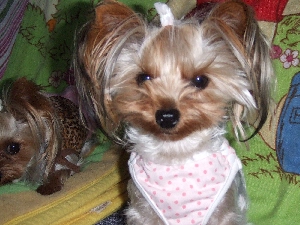 2007_1130 はる0059.jpg