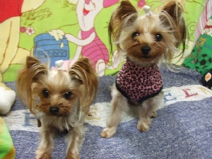 2007_1204 はる0065.jpg