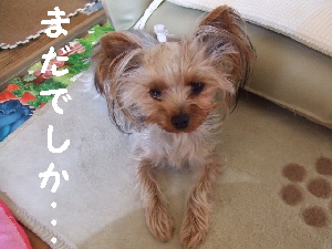 2007_1210 はる0058.jpg