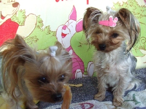 2007_1210 はる0069.jpg