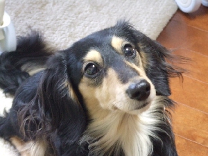 2007_1213 はる0088.jpg