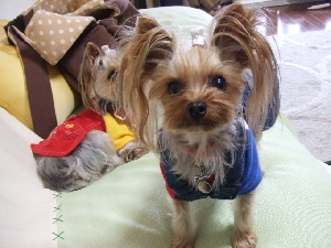 2007_1213 はる0089.jpg