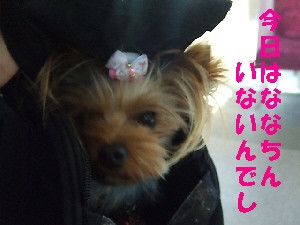 2007_1216 はる0047.jpg