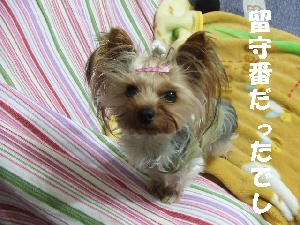 2007_1216 はる0085.jpg